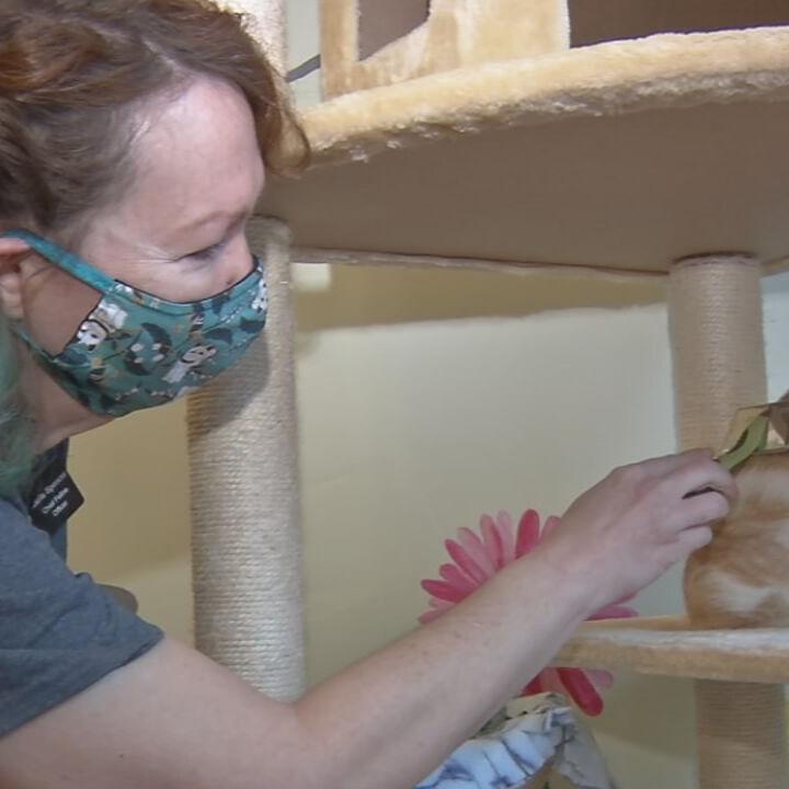 Fox show, Call me Kat creates frenzy at Louisville cat cafes